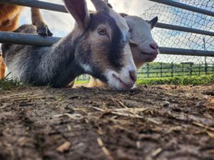 Goats by Sheaneen Murphy