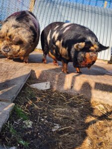 Pigs by Sheaneen Murphy