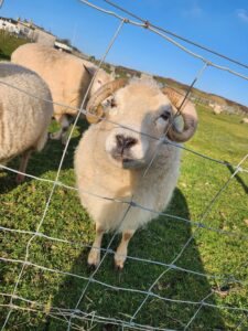Sheep by Sheaneen Murphy