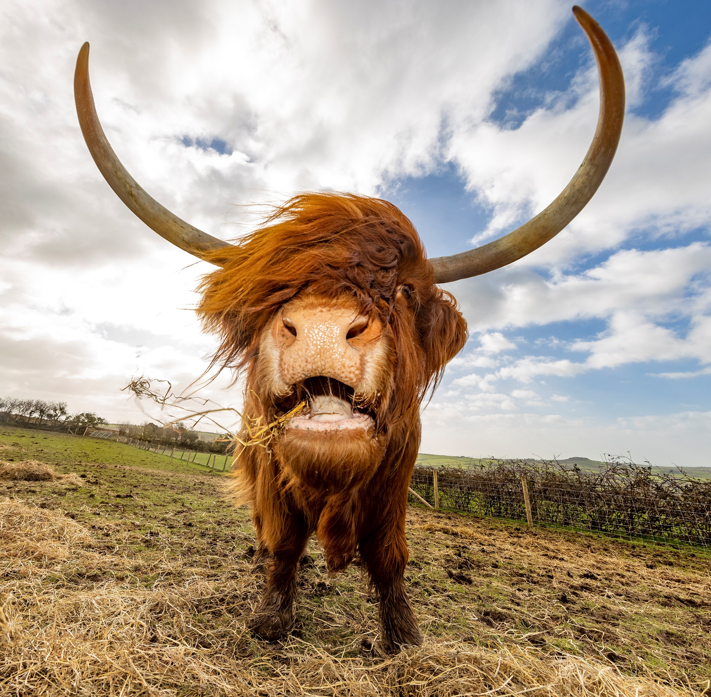 Gorgeous HIghland cow and Miranda