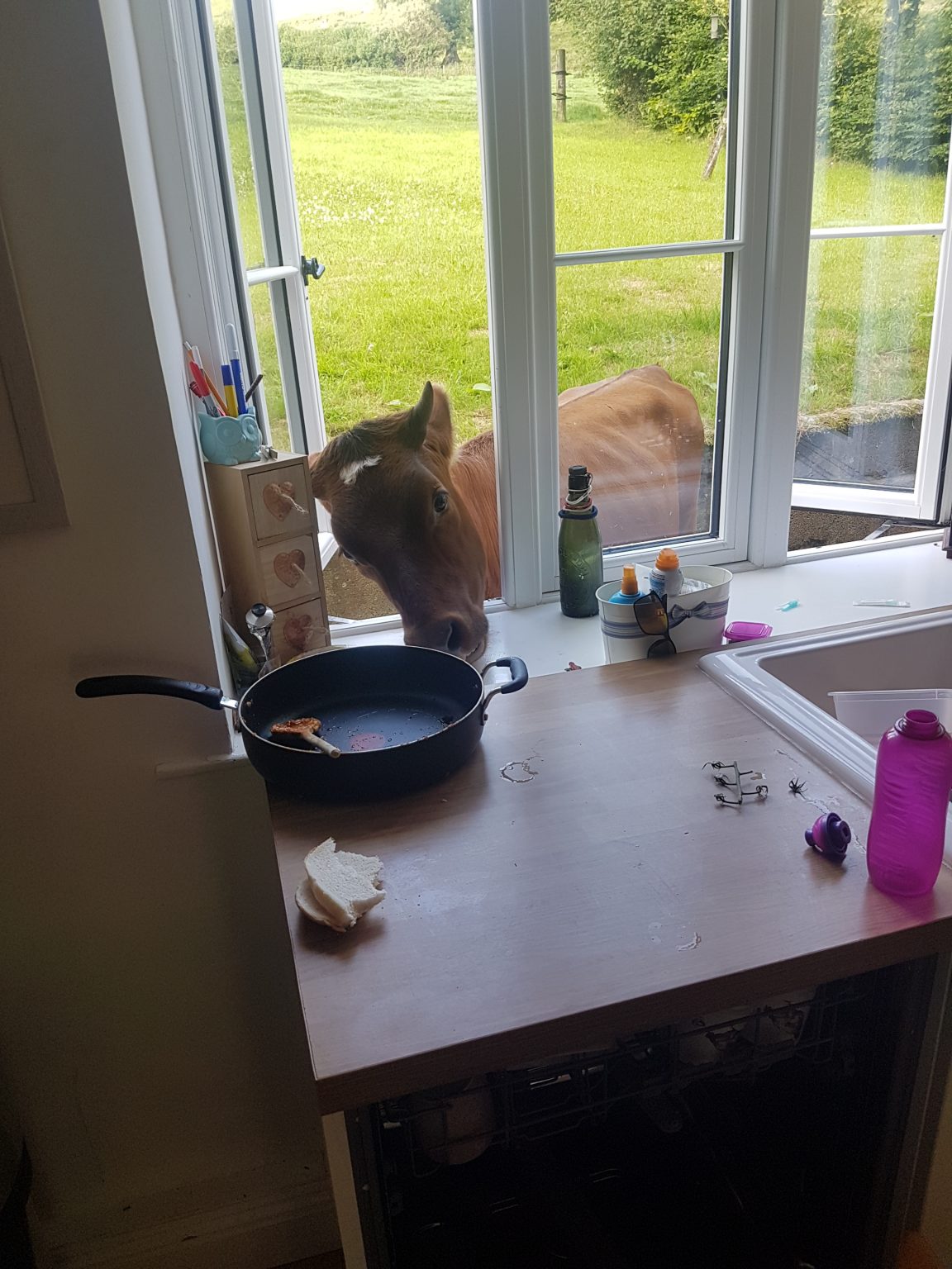 Open Air Dairy The West Dorset Magazine