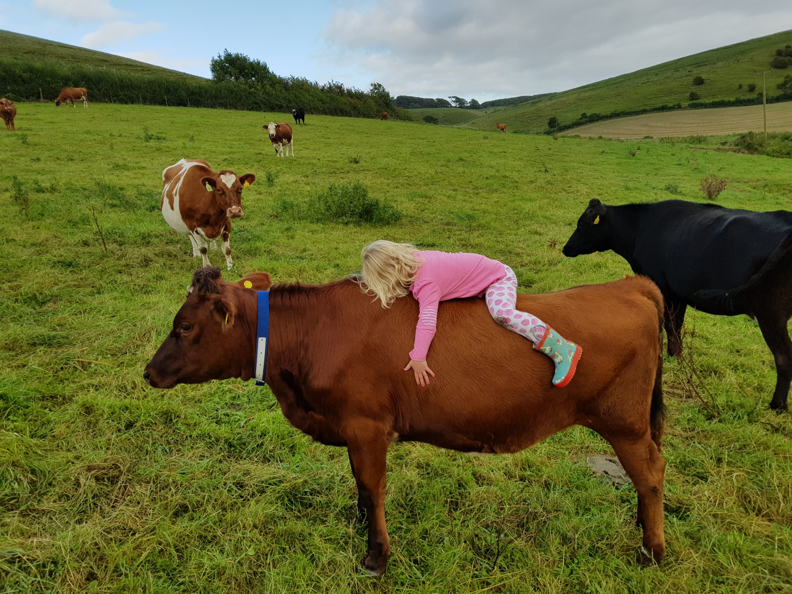 Open Air Dairy