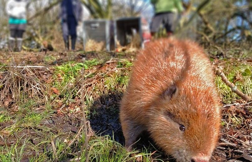 Beaver 1