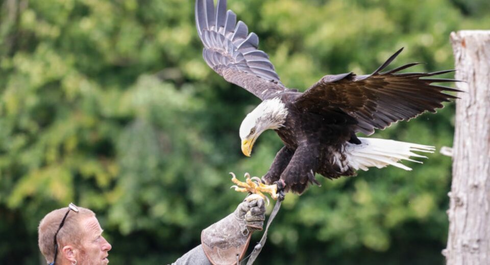 Martin and eagle