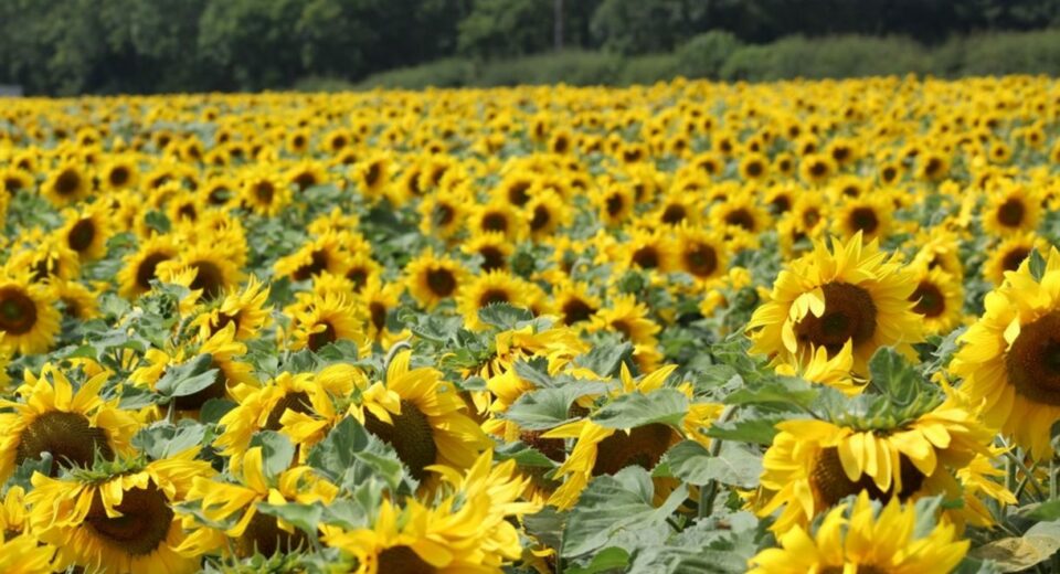 SUNFLOWERS 1