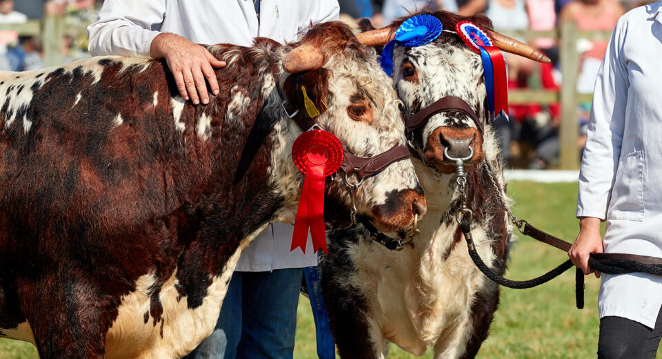 Etheridge Longhorns 1DX2 9361 1