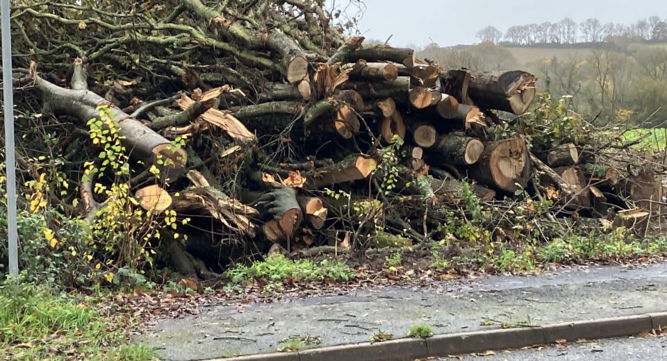 damaged hedges 1