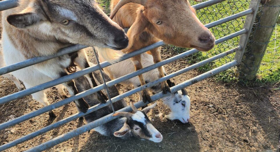 Goats by Sheaneen Murphy 2