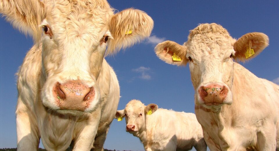 cows 1029077 1280