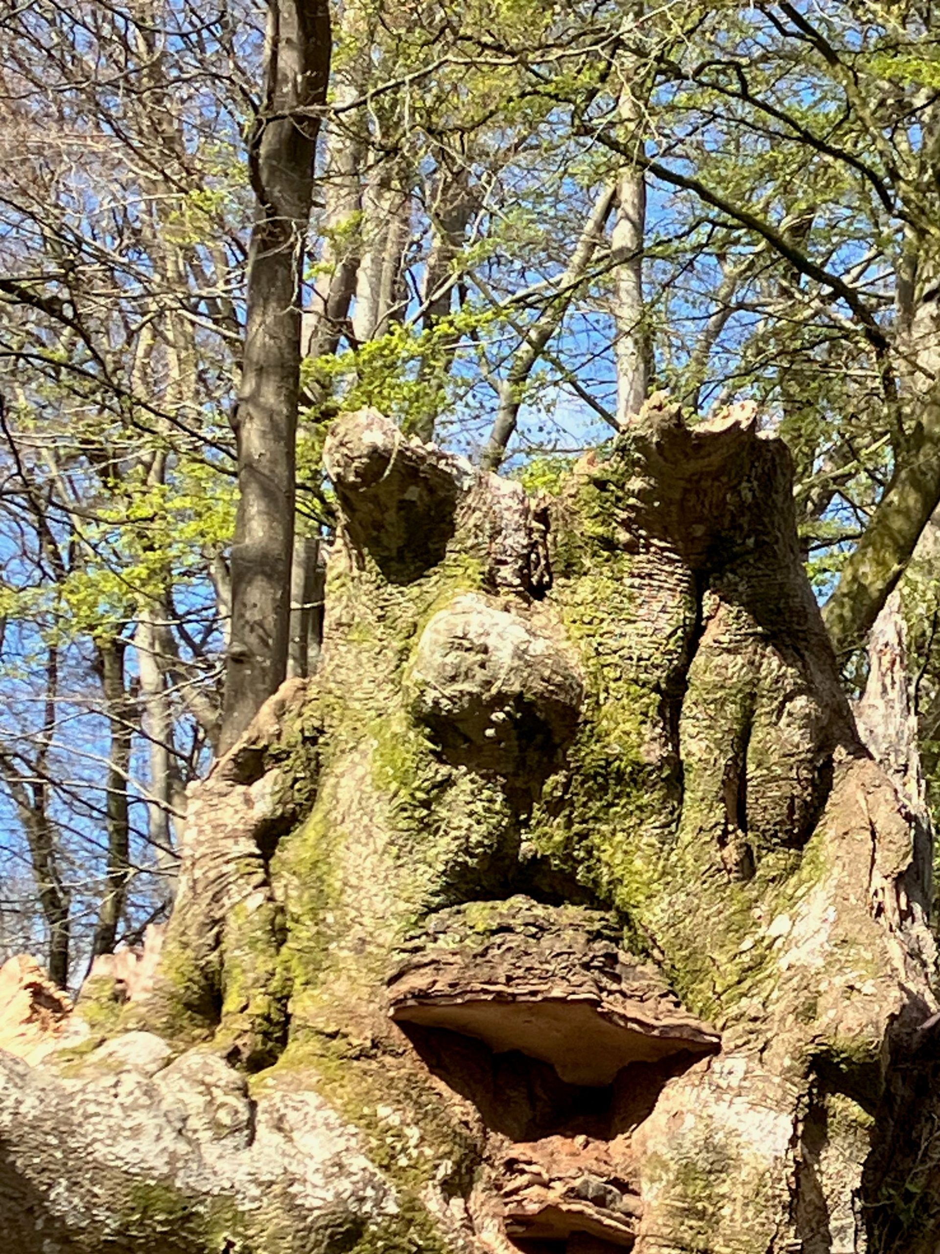 Green man thorncombe 2 scaled