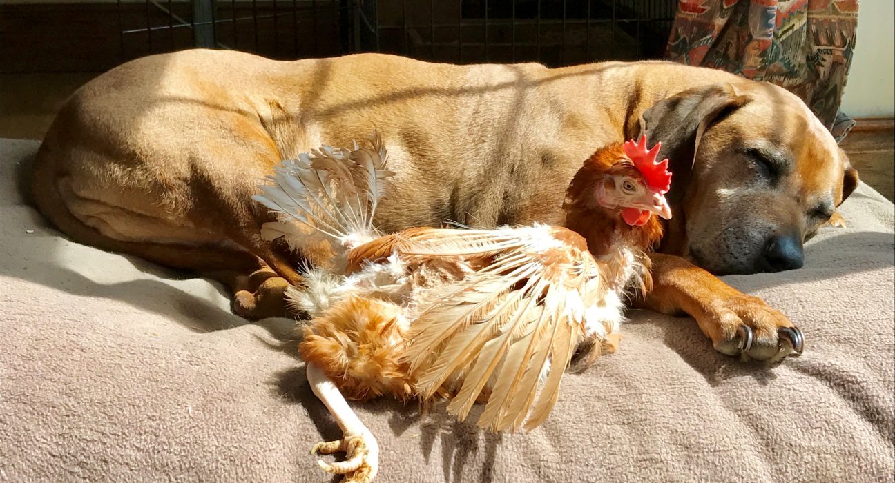 Beaminster Hens Picture by Dan Groves