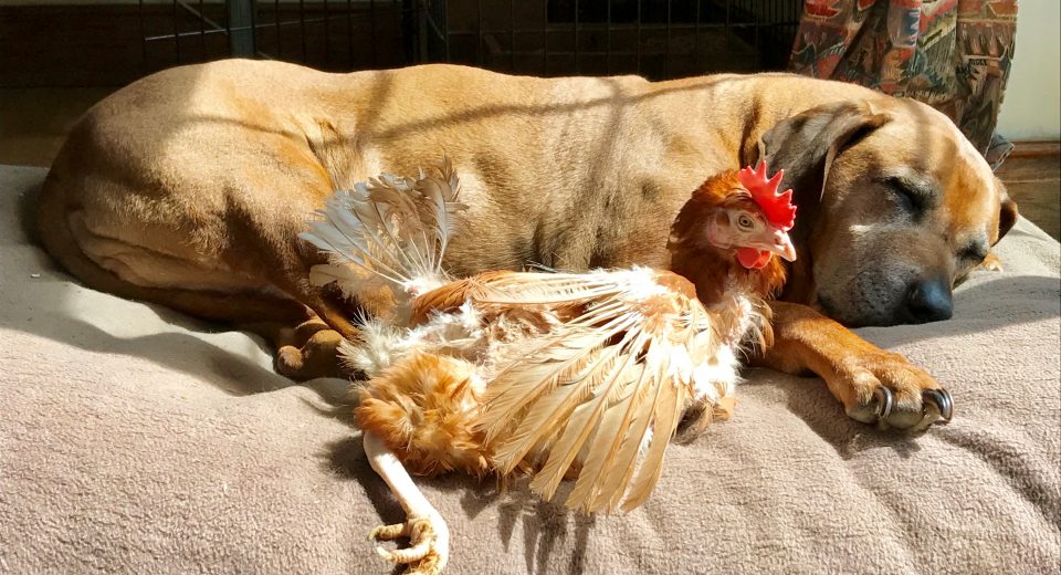 Beaminster Hens Picture by Dan Groves