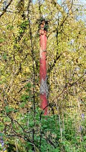 A close-up photograph of a weathered red-painted wooden post almost consumed by overgrown vegetation. The post, which appears to be a historic boundary marker or waymark, is heavily encased in ivy, brambles and climbing plants. The peeling red paint and grey weathered wood are visible where the vegetation hasn't completely obscured it. The surrounding foliage includes yellow-green climbing plants and purple flowering plants at the base, suggesting this is a forgotten or abandoned marker reclaimed by nature.