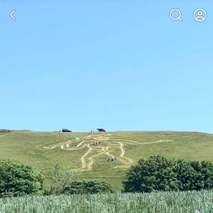 Cerne Abbas Giant seen from across the valley during re-chalking work, his huge outline stretching down the green hillside beneath a clear blue summer sky. The chalk lines of the figure appear pale and faded, with small groups of National Trust volunteers dotted across the slope working on different sections of the Giant's body. At the top of the hill, vehicles and equipment are parked along the ridge. Trees and tall grasses frame the bottom of the photograph, with the sweeping Dorset landscape rising up to meet the famous chalk hill figure.