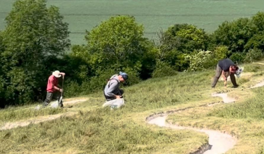 Three volunteers work on the steep grassy hillside of the Cerne Abbas Giant on a sunny day, re-chalking sections of the figure's outline. The chalk lines curve and wind across the slope in pale channels cut into the grass. On the left, a volunteer in a red top and wide-brimmed sun hat digs with a long-handled tool, while in the centre a man in a blue cap and grey top crouches beside a white sack of chalk. On the right, a woman in a dark top bends over the outline with a hand tool. Behind them, the Dorset countryside stretches out in a patchwork of green crop fields and mature trees under bright sunshine.