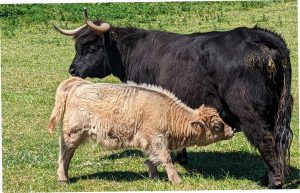 A black horned cow nursing a brown calf in a green Dorset field at Eweleaze Farm. The calf feeds from its mother in bright sunlight with hedgerow visible in the background