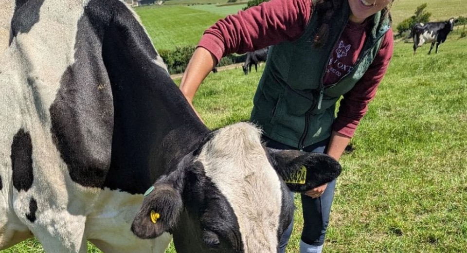 Chloe Marsh, smiling while stroking one of the black and white dairy cows that produce Dorset ice cream in a green field. She's wearing a burgundy long-sleeved top and dark farm apron, and other cattle graze behind her