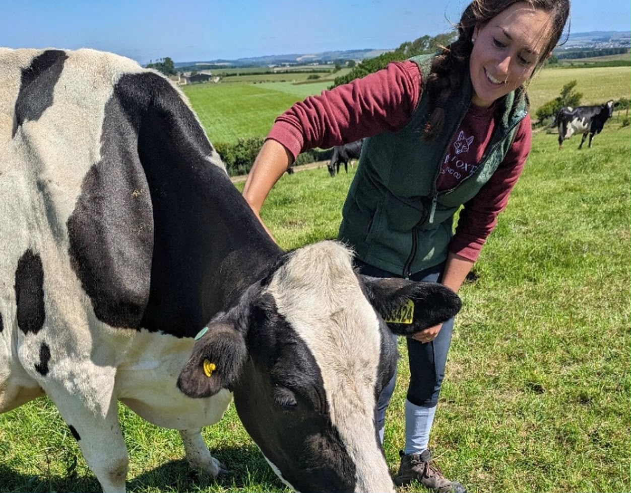 Chloe Marsh, smiling while stroking one of the black and white dairy cows that produce Dorset ice cream in a green field. She's wearing a burgundy long-sleeved top and dark farm apron, and other cattle graze behind her