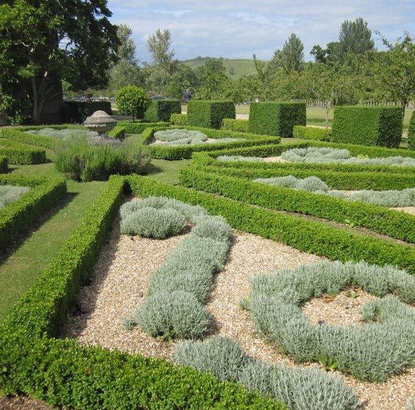 A formal, geometric garden at Chideock Manor near Bridport displays intricate hedging patterns and curved beds filled with silvery-grey lavender plants on pale gravel paths. Neatly clipped green box hedges create sweeping curves and defined sections, with a stone ornament or sculpture visible in the shaded area on the left beneath mature trees. Rolling green countryside and distant hills rise beyond the garden, framed by mature trees lining the perimeter. The sunlit scene showcases the precision and creativity of formal garden design. Chideock Manor opens for the National Garden Scheme on Saturday 13 and Sunday 14 June, offering 12 acres of formal and informal gardens including bog gardens, yew hedges, lime and crab apple walks, herbaceous borders, colourful rose and clematis arches, a fernery and nuttery