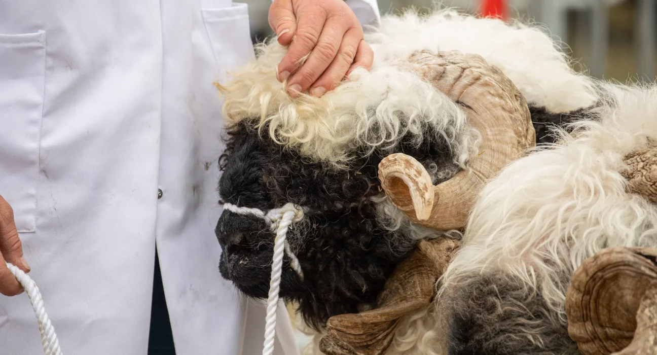 A judge inspects a horned sheep at the Gillingham & Shaftesbury Show livestock competition