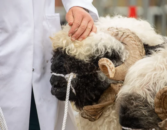 A judge inspects a horned sheep at the Gillingham & Shaftesbury Show livestock competition