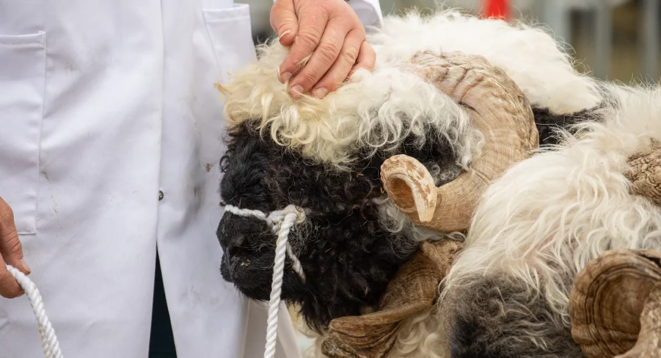 A judge inspects a horned sheep at the Gillingham & Shaftesbury Show livestock competition