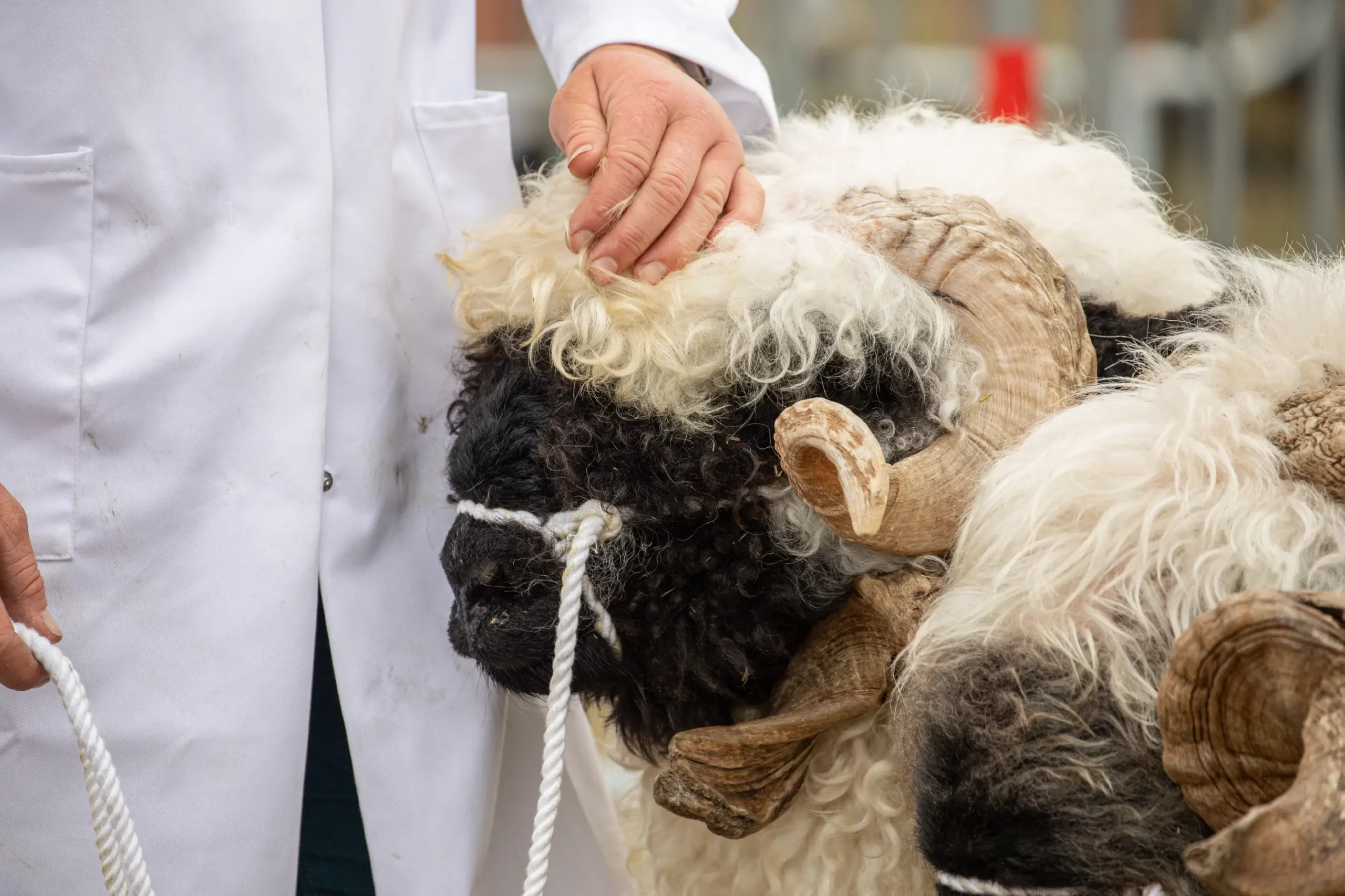 A judge inspects a horned sheep at the Gillingham & Shaftesbury Show livestock competition