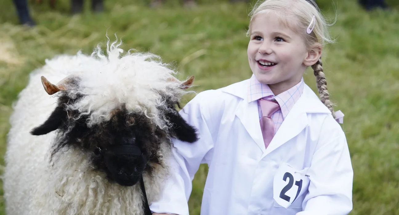 Young competitor with plaited hair leads a Valais Blacknose sheep, entry number 21, at Melplash Show.