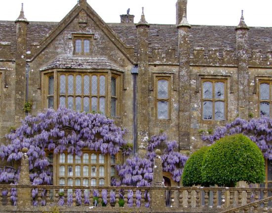 Parnham House, a Grade I-listed Elizabethan manor near Beaminster, built from honey-coloured Ham stone with a steeply pitched slate roof, tall clustered chimney stacks, and a stepped, gabled facade. Tall mullioned and leaded windows line the front, including a large bay window. The lower facade is draped in mature purple wisteria in full bloom, cascading over a stone balustraded terrace, with clipped yew topiary along the front and taller trees framing the building on either side. The sky is overcast and white.