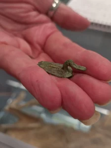 Roman duck brooch at Portland Museum