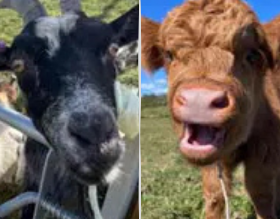 A close-up black goat and a young Highland cow at Porter's Farm, Portland, both pulling playful faces for the camera