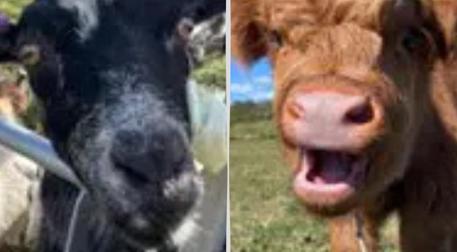 A close-up black goat and a young Highland cow at Porter's Farm, Portland, both pulling playful faces for the camera