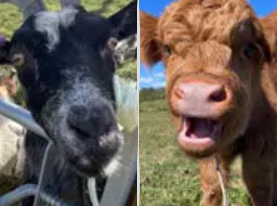 A close-up black goat and a young Highland cow at Porter's Farm, Portland, both pulling playful faces for the camera