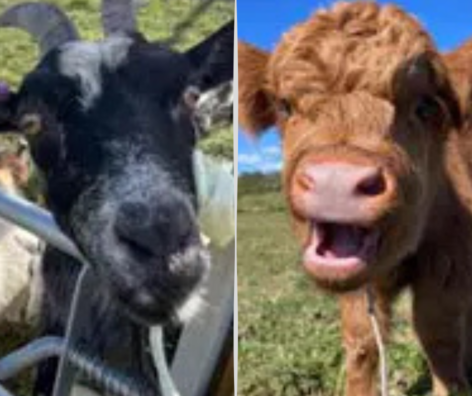 A close-up black goat and a young Highland cow at Porter's Farm, Portland, both pulling playful faces for the camera