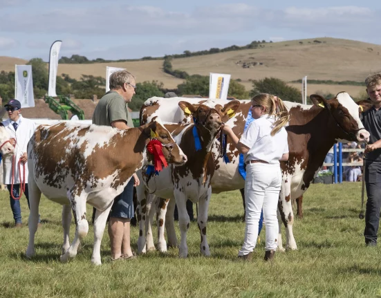 Judges and handlers with ribboned cattle in the show ring at Melplash Show
