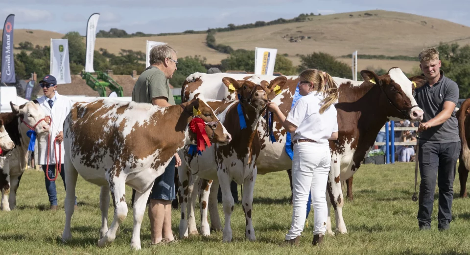 Judges and handlers with ribboned cattle in the show ring at Melplash Show