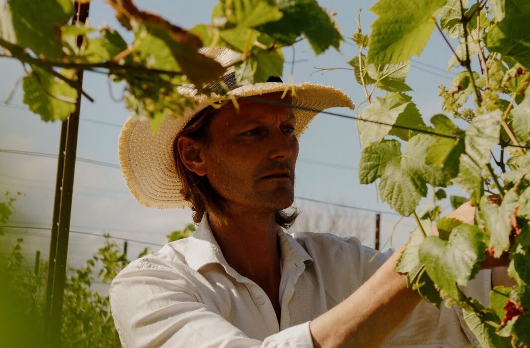 Winemaker Panu Long tending the vines at Thornfalcon Winery & Press in Somerset