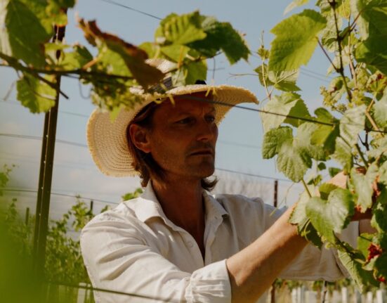 Winemaker Panu Long tending the vines at Thornfalcon Winery & Press in Somerset