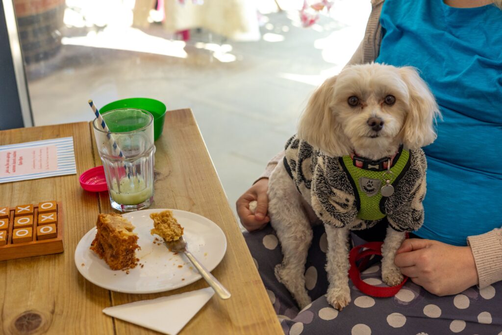 Small white dog in a harness sits at a café table next to a slice of cake, ready for a treat at MUTT Everything Dog, Brewery Square.