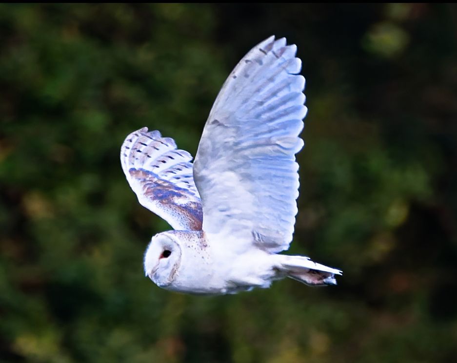 Wildlife photograph by Chris Jury, Lovejoy actor, of a barn owl in flight with wings raised against a blurred backdrop of dark green trees in Dorset.