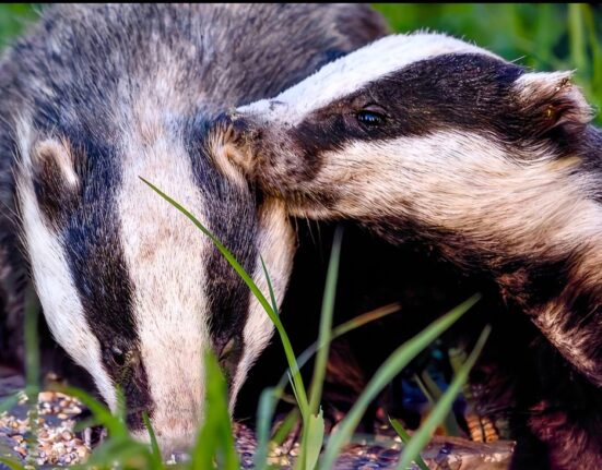 Chris Jury Lovejoy actor’s wildlife photograph of two badgers feeding on seed among long grass at Buckland Newton, Dorset, one nuzzling the other’s ear.