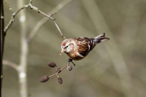 Wildlife photograph by Chris Jury, Lovejoy actor, of a lesser redpoll feeding on alder cones on a thin branch at RSPB Arne, Dorset.