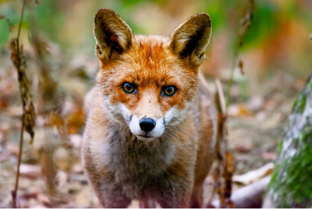 Wildlife photograph by Chris Jury Lovejoy actor, of a red fox looking straight at the camera among fallen autumn leaves and woodland undergrowth in Dorset.