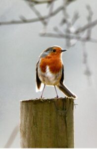 Wildlife photograph by Chris Jury, Lovejoy actor, of a robin perched on a wooden fence post against soft grey branches at RSPB Arne, Dorset.